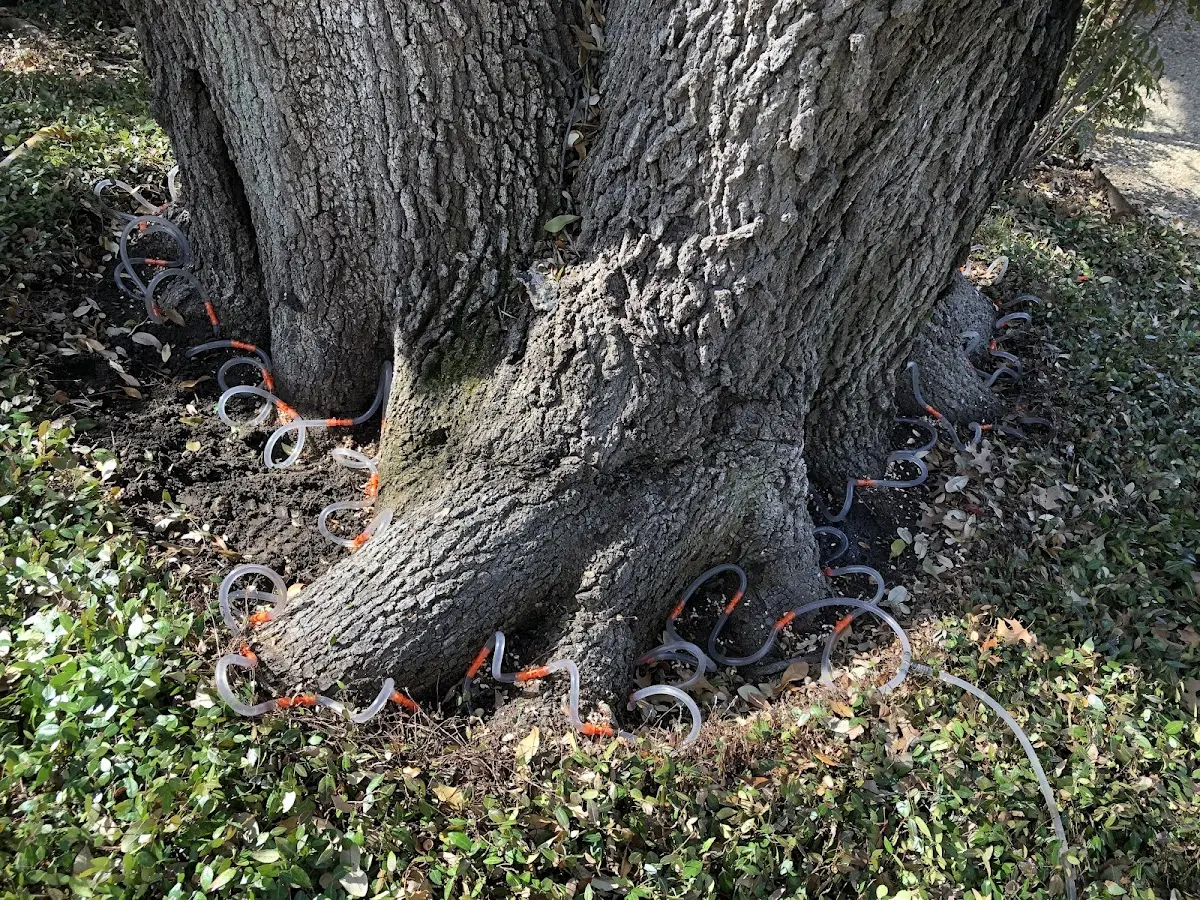 Detailed Tree Cabling and Bracing job site in Omro