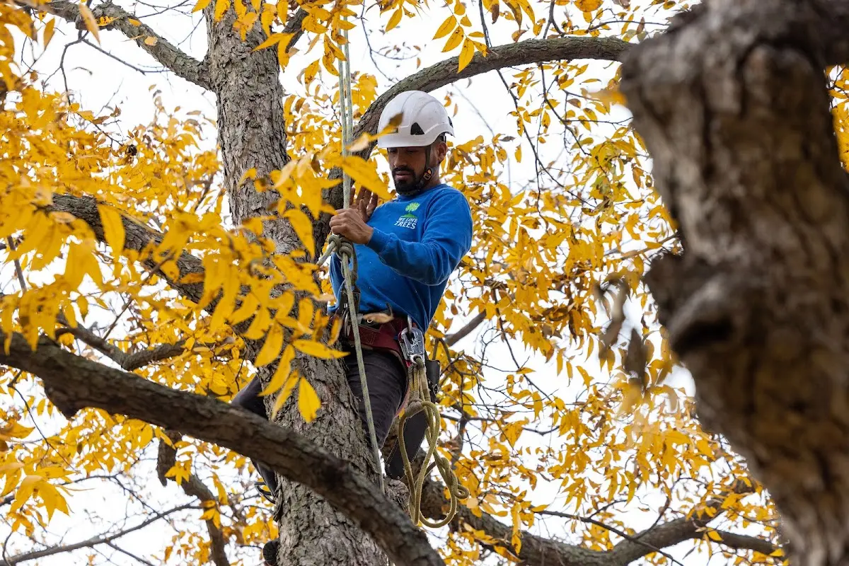 Skilled Tree Pruning crew working in Omro